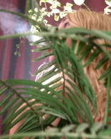 Smoke City - 60-60_b